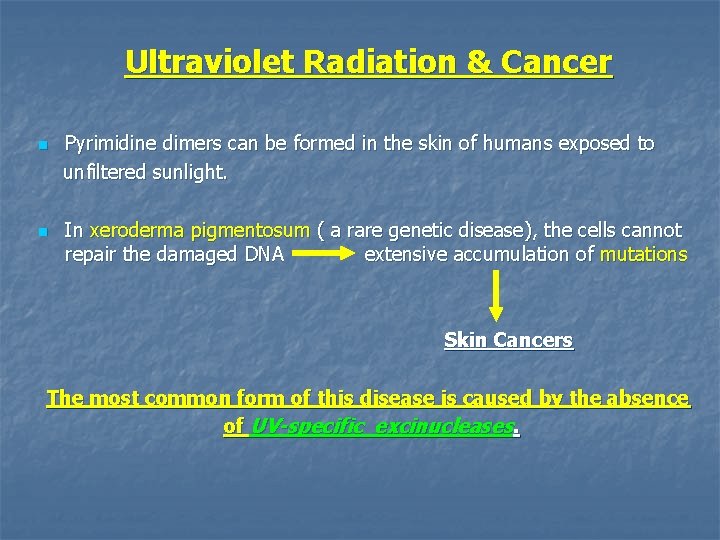 Ultraviolet Radiation & Cancer n n Pyrimidine dimers can be formed in the skin
