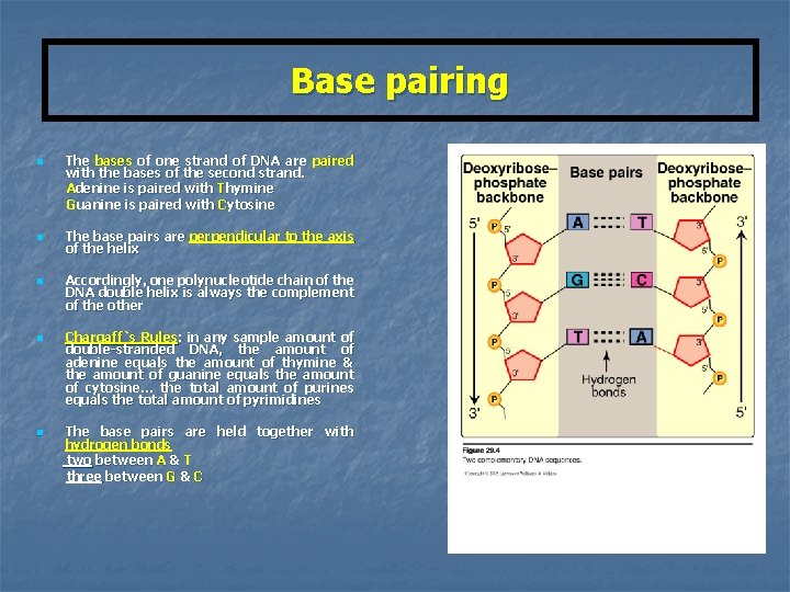 Base pairing n n n The bases of one strand of DNA are paired