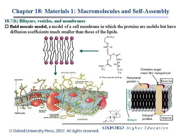 Chapter 18: Materials 1: Macromolecules and Self-Assembly 18. 7(b) Bilayers, vesicles, and membranes fluid