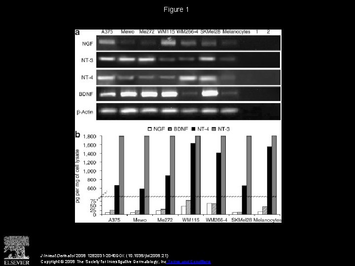 Figure 1 J Invest Dermatol 2008 1282031 -2040 DOI: (10. 1038/jid. 2008. 21) Copyright