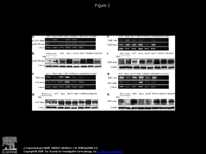 Figure 2 J Invest Dermatol 2008 1282031 -2040 DOI: (10. 1038/jid. 2008. 21) Copyright