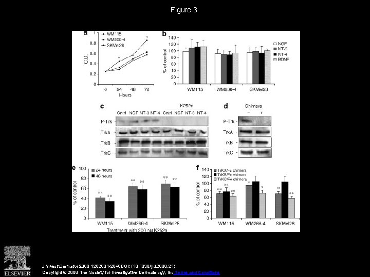 Figure 3 J Invest Dermatol 2008 1282031 -2040 DOI: (10. 1038/jid. 2008. 21) Copyright