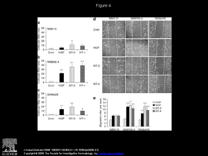 Figure 4 J Invest Dermatol 2008 1282031 -2040 DOI: (10. 1038/jid. 2008. 21) Copyright