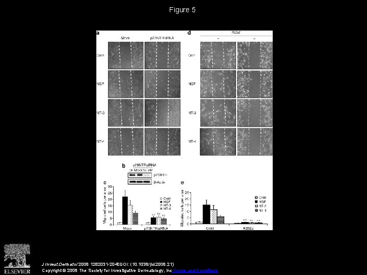 Figure 5 J Invest Dermatol 2008 1282031 -2040 DOI: (10. 1038/jid. 2008. 21) Copyright