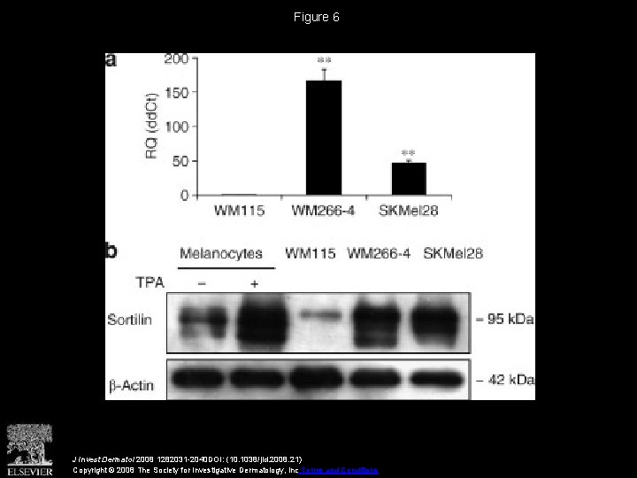Figure 6 J Invest Dermatol 2008 1282031 -2040 DOI: (10. 1038/jid. 2008. 21) Copyright