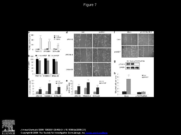 Figure 7 J Invest Dermatol 2008 1282031 -2040 DOI: (10. 1038/jid. 2008. 21) Copyright