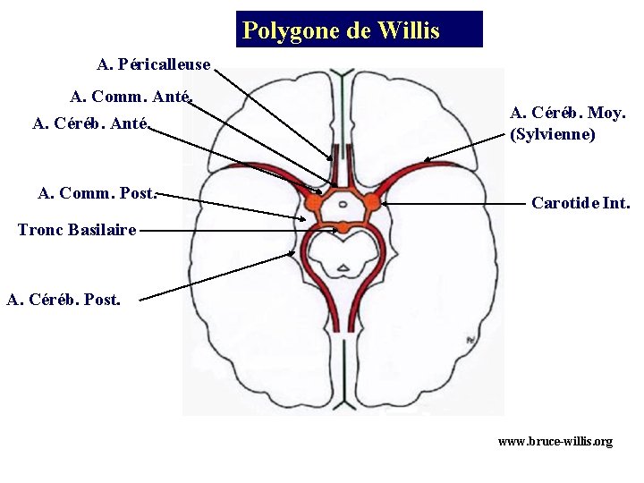 Polygone de Willis A. Péricalleuse A. Comm. Anté. A. Céréb. Anté. A. Comm. Post.