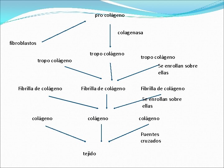 pro colágeno colagenasa fibroblastos tropo colágeno Fibrilla de colágeno tropo colágeno Se enrollan sobre