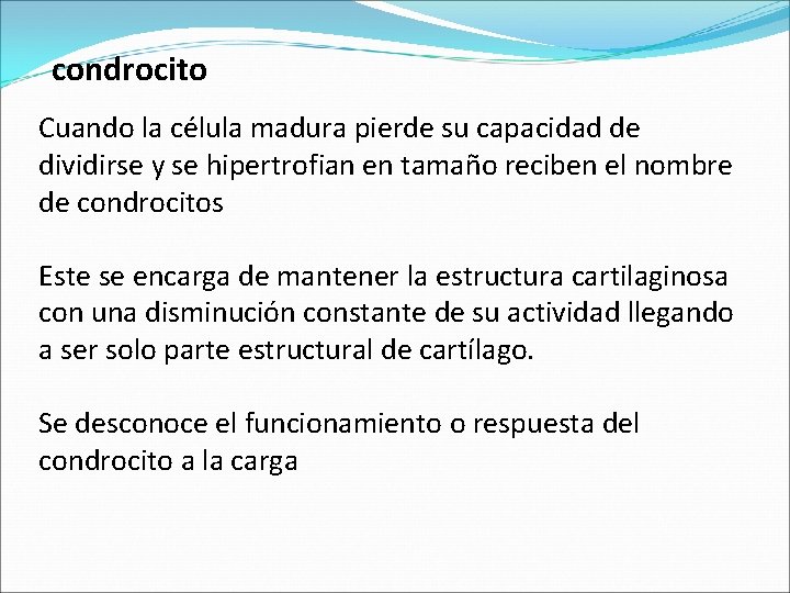 condrocito Cuando la célula madura pierde su capacidad de dividirse y se hipertrofian en