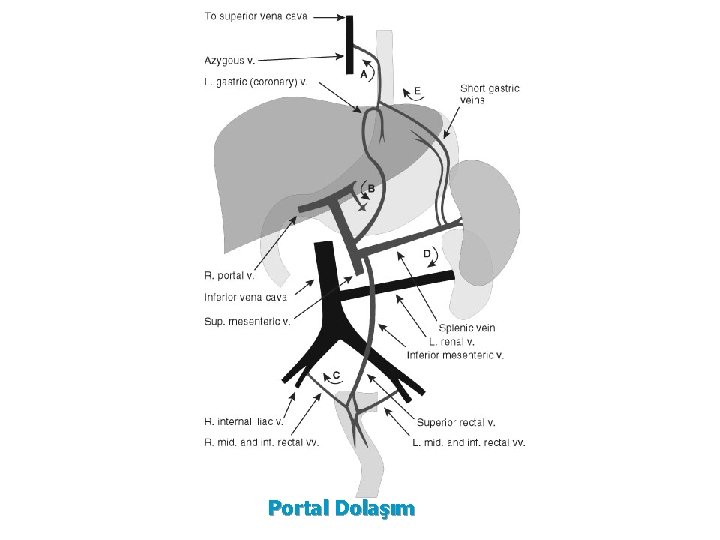 Portal Dolaşım 