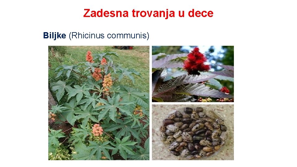 Zadesna trovanja u dece Biljke (Rhicinus communis) 