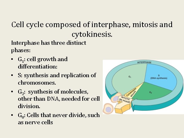 Unit 1 6 Cell Division Requirements for Cell