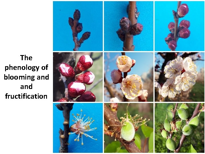 The phenology of blooming and fructification 