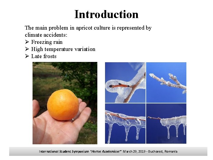 Introduction The main problem in apricot culture is represented by climate accidents: Ø Freezing