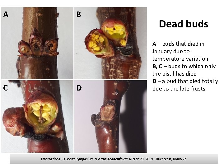 A C B D Dead buds A – buds that died in January due