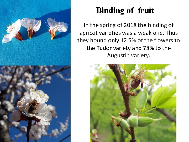 Binding of fruit In the spring of 2018 the binding of apricot varieties was