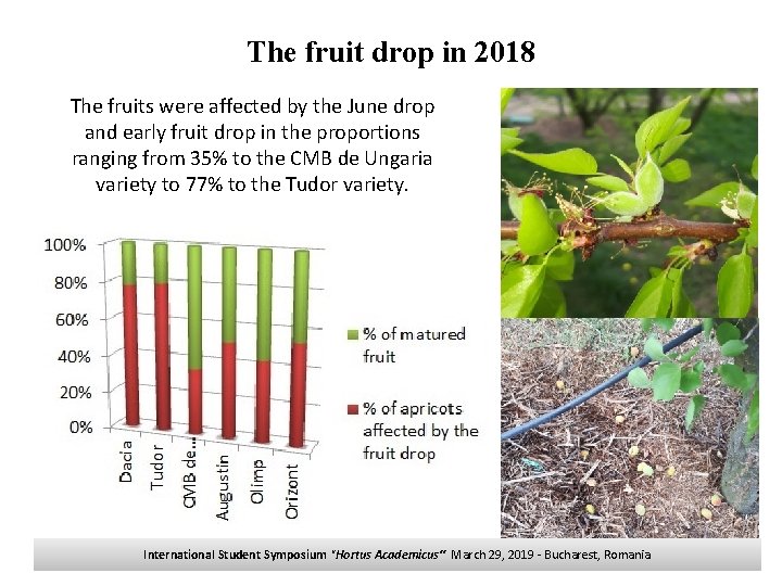 The fruit drop in 2018 The fruits were affected by the June drop and