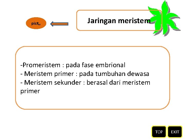 pict, , Jaringan meristem -Promeristem : pada fase embrional - Meristem primer : pada