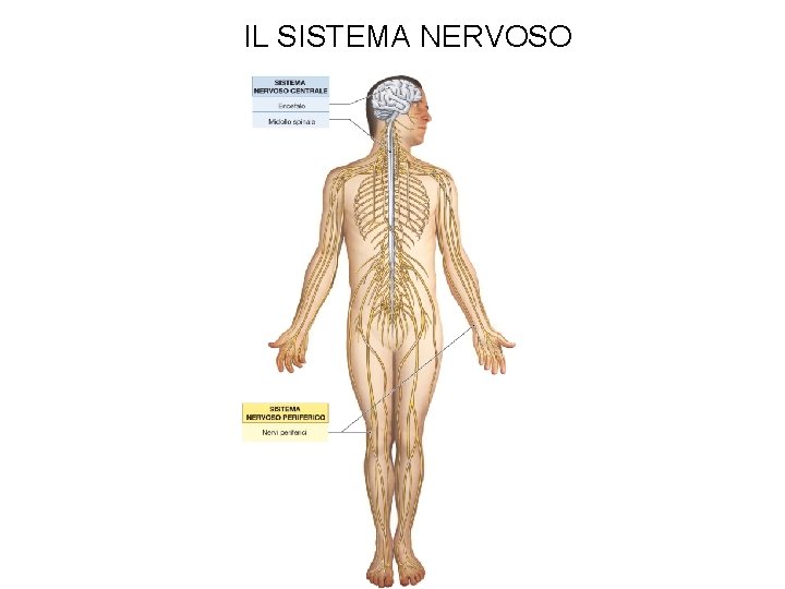 IL SISTEMA NERVOSO 