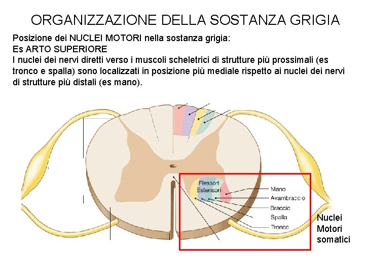 ORGANIZZAZIONE DELLA SOSTANZA GRIGIA Posizione dei NUCLEI MOTORI nella sostanza grigia: Es ARTO SUPERIORE