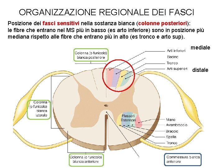 ORGANIZZAZIONE REGIONALE DEI FASCI Posizione dei fasci sensitivi nella sostanza bianca (colonne posteriori): le