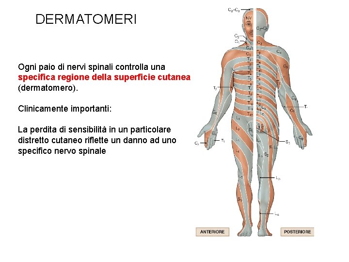 DERMATOMERI Ogni paio di nervi spinali controlla una specifica regione della superficie cutanea (dermatomero).