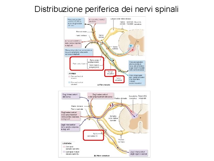 Distribuzione periferica dei nervi spinali 