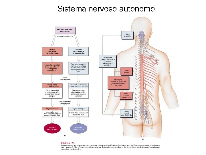 Sistema nervoso autonomo 