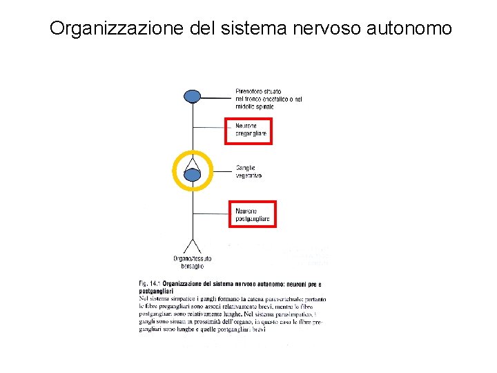 Organizzazione del sistema nervoso autonomo 