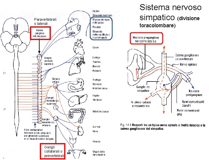 Paravertebrali o laterali Gangli collaterali o prevertebrali Sistema nervoso simpatico (divisione toracolombare) 