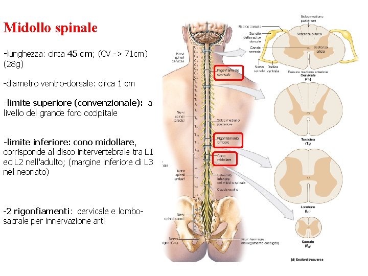 Midollo spinale -lunghezza: circa 45 cm; (CV -> 71 cm) (28 g) -diametro ventro-dorsale: