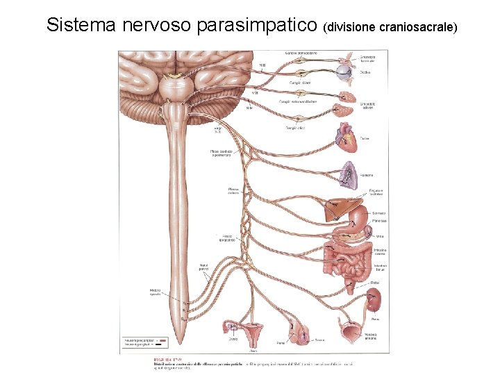 Sistema nervoso parasimpatico (divisione craniosacrale) 