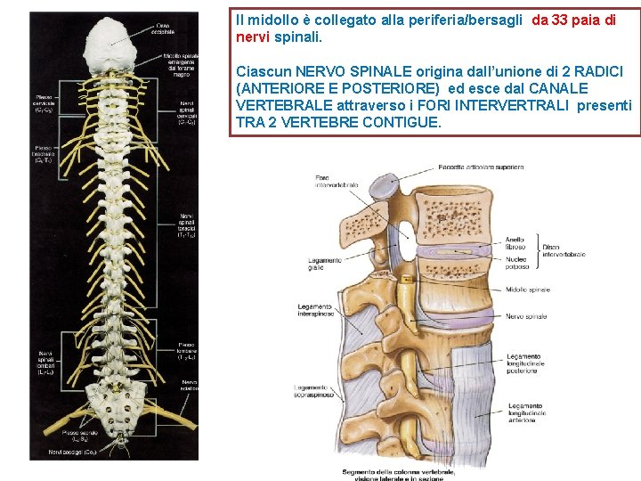 Il midollo è collegato alla periferia/bersagli da 33 paia di nervi spinali. Ciascun NERVO