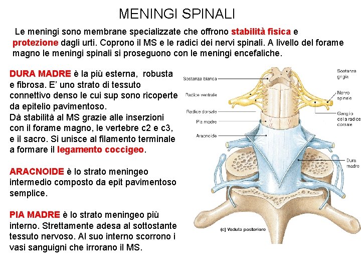 MENINGI SPINALI Le meningi sono membrane specializzate che offrono stabilità fisica e protezione dagli