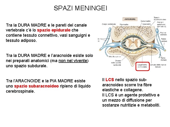 SPAZI MENINGEI Tra la DURA MADRE e le pareti del canale vertebrale c’è lo