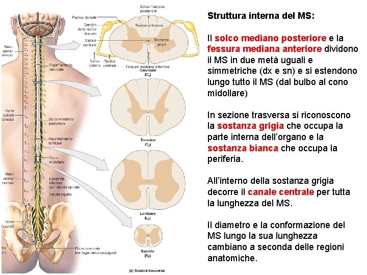 Struttura interna del MS: Il solco mediano posteriore e la fessura mediana anteriore dividono