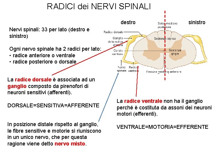 RADICI dei NERVI SPINALI destro sinistro Nervi spinali: 33 per lato (destro e sinistro)