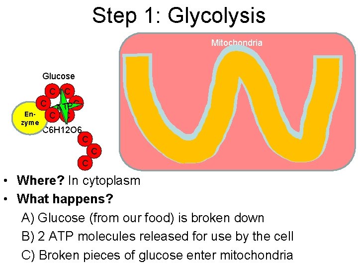 Step 1: Glycolysis Mitochondria Glucose C C C Enzyme PC A ATTP C C