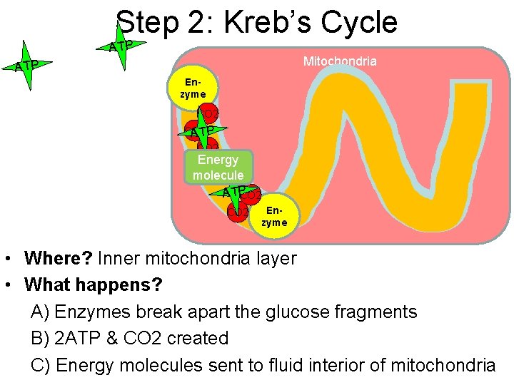 Step 2: Kreb’s Cycle ATP Mitochondria ATP Enzyme CO 2 C ATP CO 2
