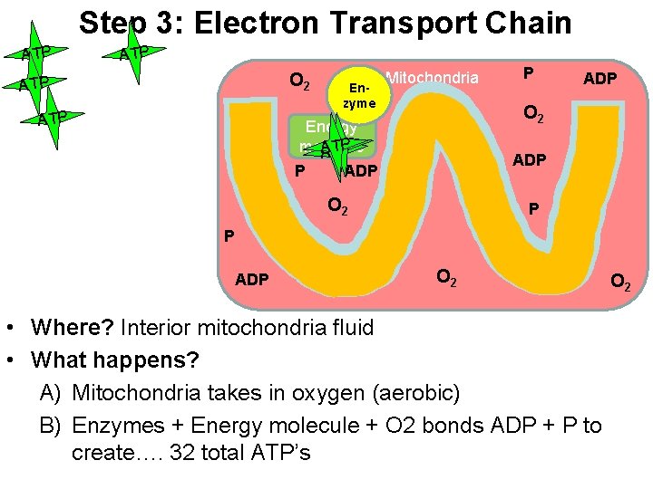 Step 3: Electron Transport Chain ATP O 2 ATP Enzyme Mitochondria P ADP O