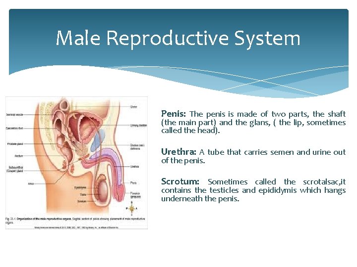 Male Reproductive System Penis: The penis is made of two parts, the shaft (the