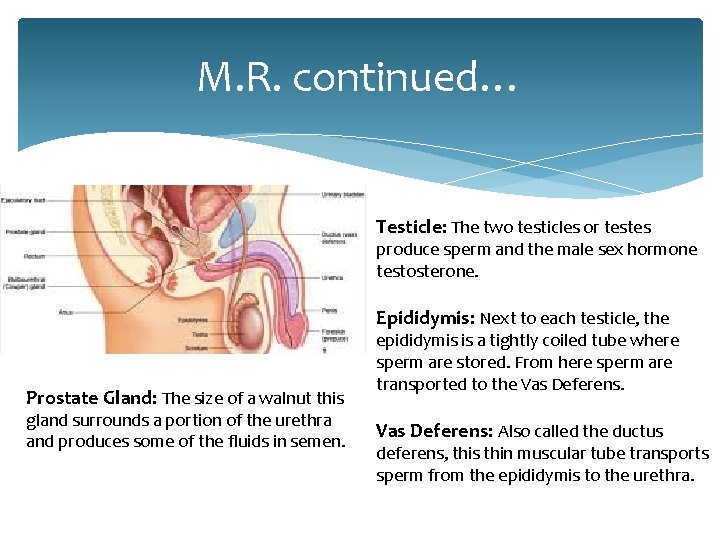 M. R. continued… Testicle: The two testicles or testes produce sperm and the male