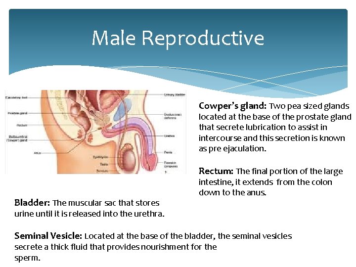 Male Reproductive Cowper’s gland: Two pea sized glands located at the base of the