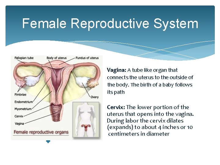 Female Reproductive System u connects the U the its u u uyer During Labor