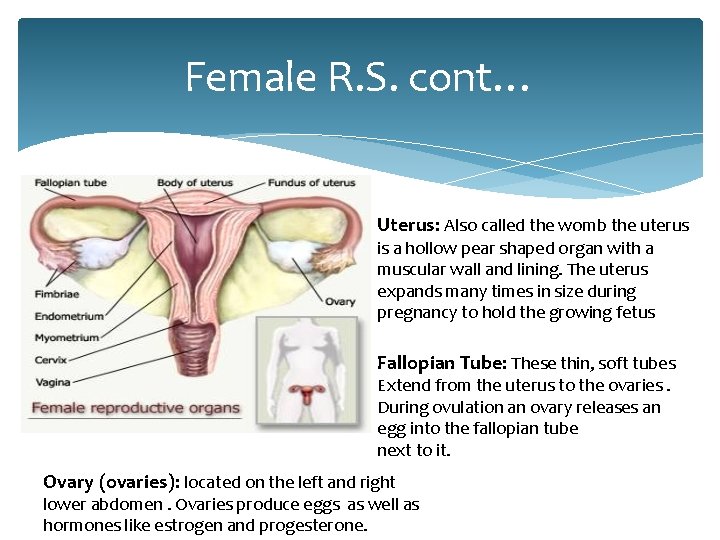 Female R. S. cont… Uterus: Also called the womb the uterus is a hollow