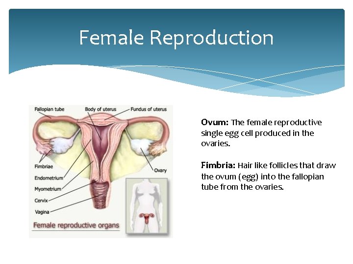 Female Reproduction Ovum: The female reproductive single egg cell produced in the ovaries. Fimbria: