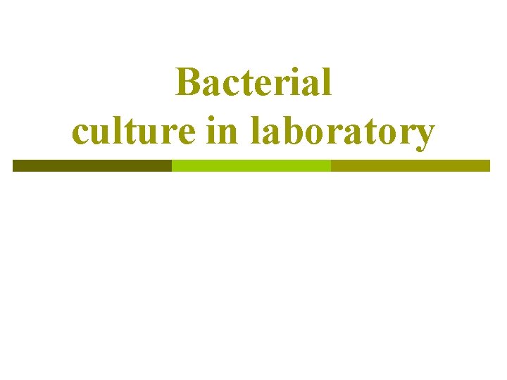 Bacterial culture in laboratory 