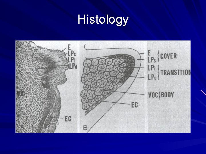 Histology 