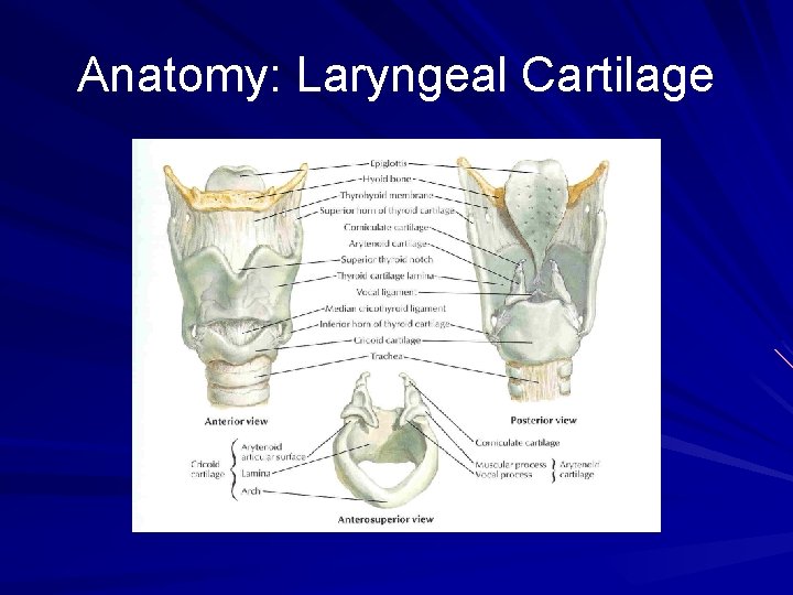 Anatomy: Laryngeal Cartilage 