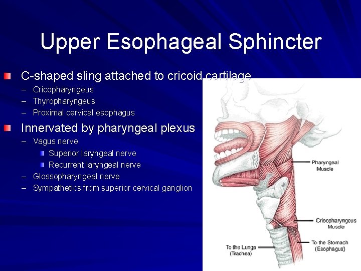 Upper Esophageal Sphincter C-shaped sling attached to cricoid cartilage – – – Cricopharyngeus Thyropharyngeus